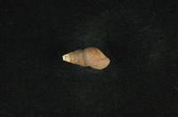 藏品(川蜷)的圖片